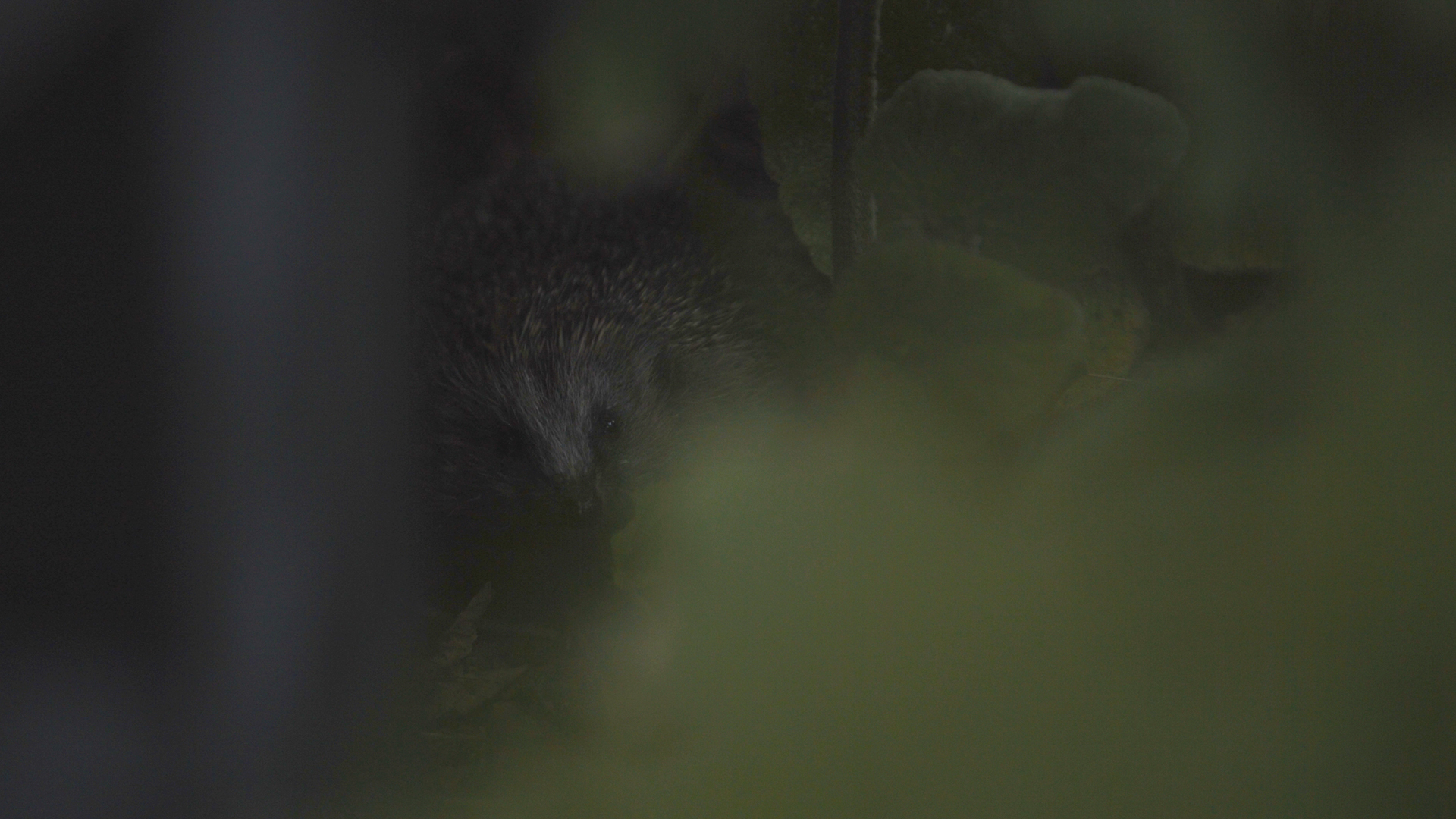 Wildlife Film Festival - Het Pleingeheim - Afbeelding 4