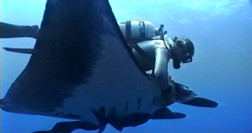 Film The Last Dive in Theater In de Lugt voor het Wildlife Film Festival Rotterdam