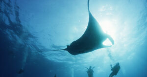 Film The Last Dive in Theater In de Lugt voor het Wildlife Film Festival Rotterdam