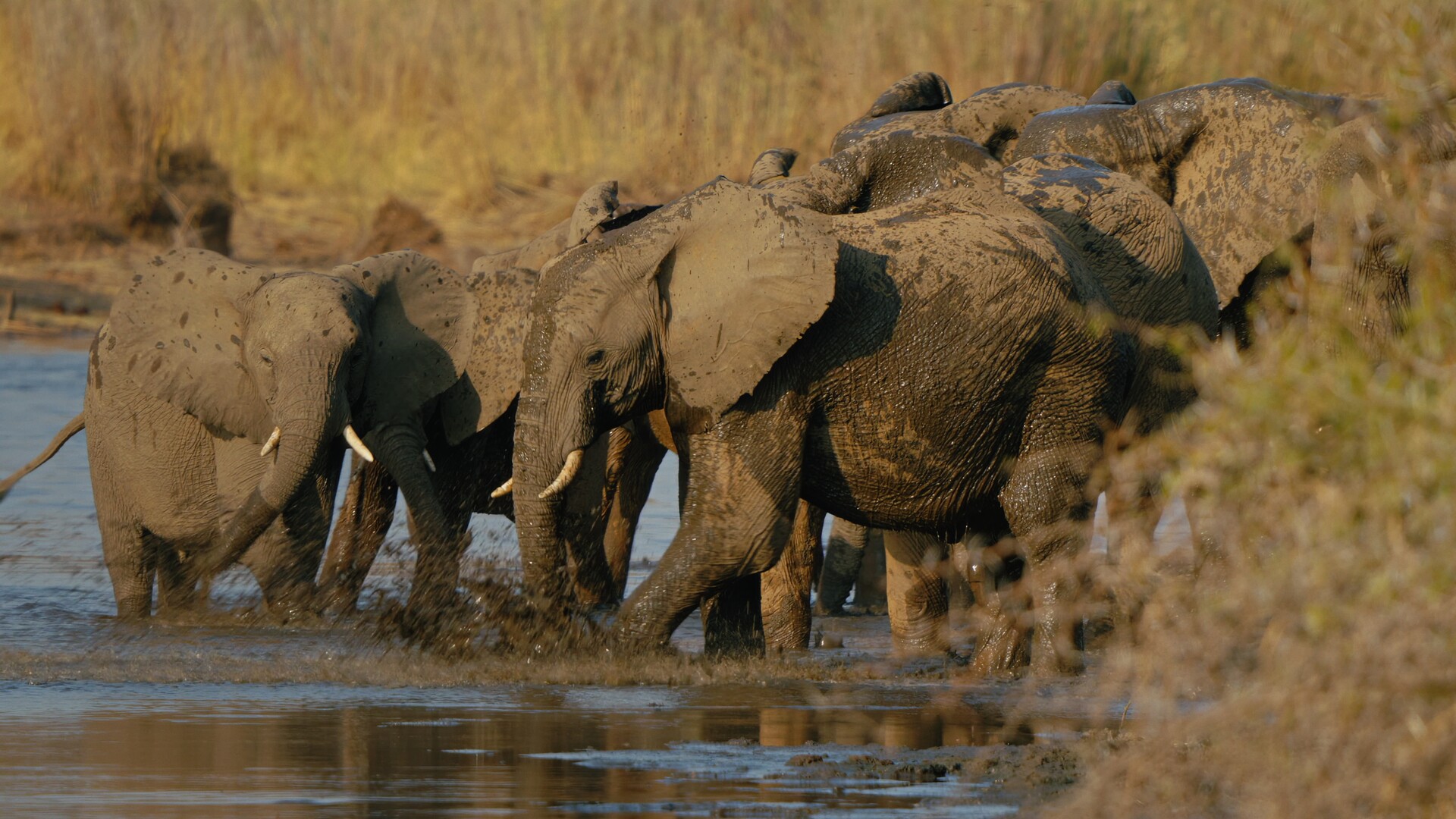 Film Elephant in the room voor Wildlife Film Festival Rotterdam Lokaal in Theater in de Lugt in Rotterdam