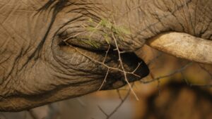 Film Elephant in the room voor Wildlife Film Festival Rotterdam Lokaal in Theater in de Lugt in Rotterdam