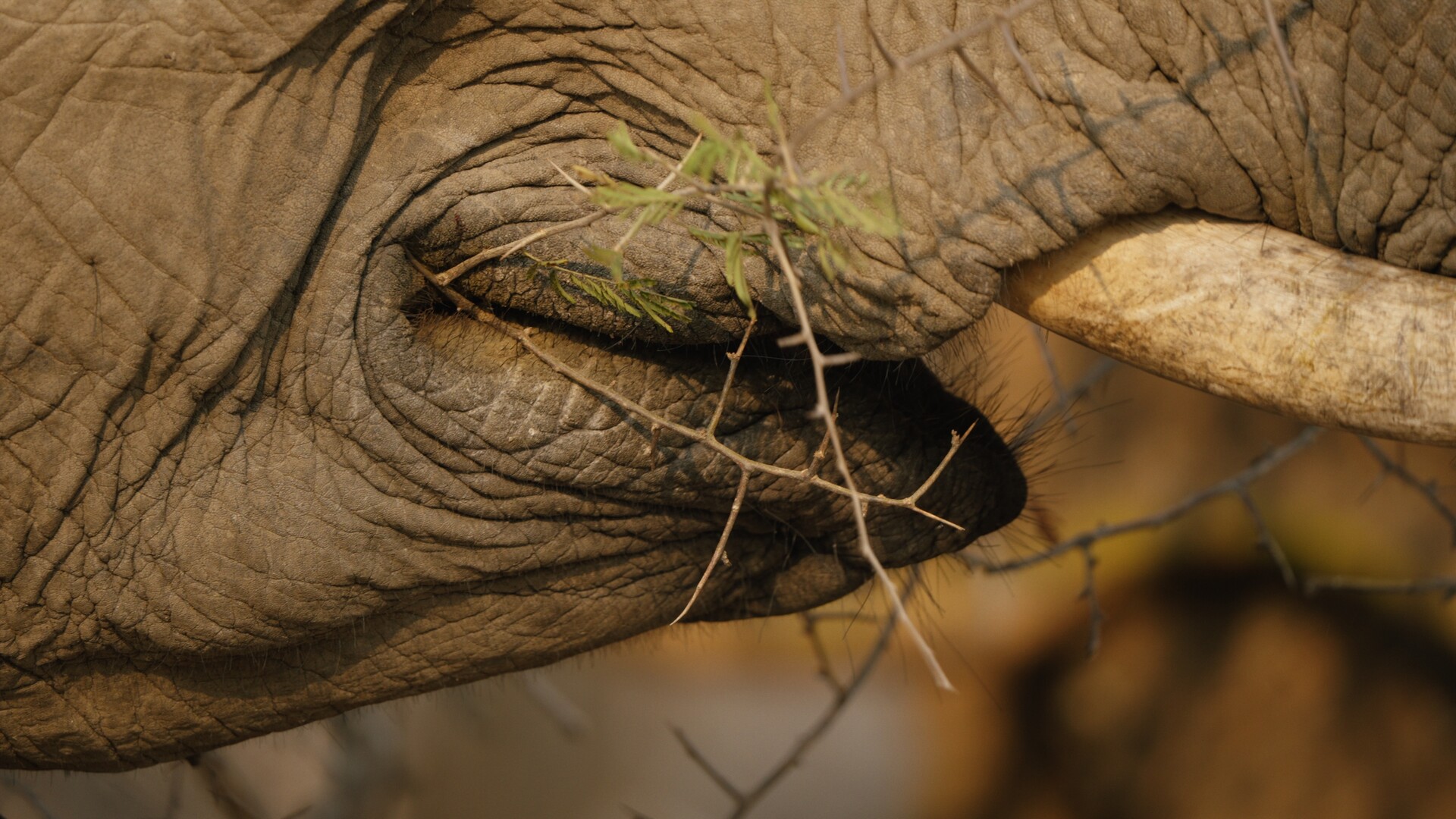Film Elephant in the room voor Wildlife Film Festival Rotterdam Lokaal in Theater in de Lugt in Rotterdam